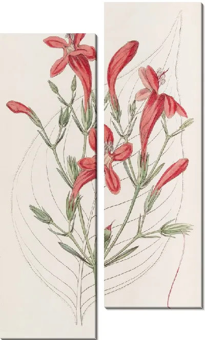 Картина Руэллия крупнолистная (1815-1819)