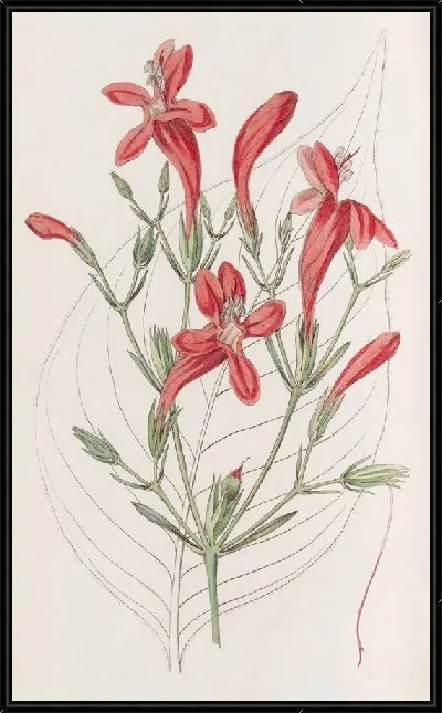 Картина Руэллия крупнолистная (1815-1819)