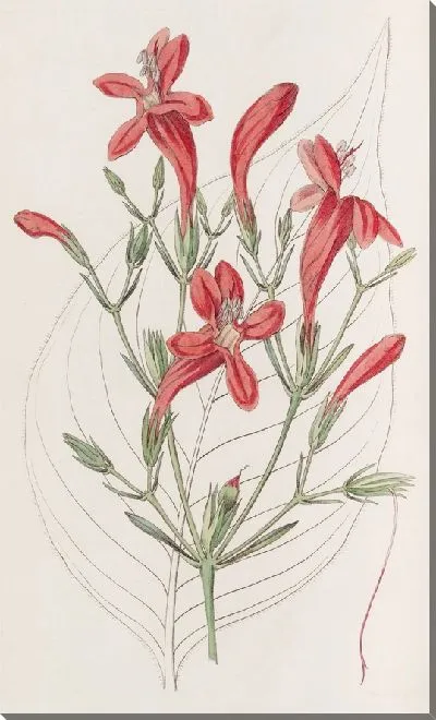Картина Руэллия крупнолистная (1815-1819)
