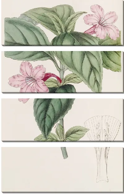 Картина Руэллия сиреневоцветковая (1815-1819)