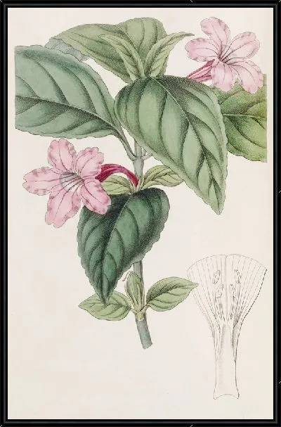 Картина Руэллия сиреневоцветковая (1815-1819)