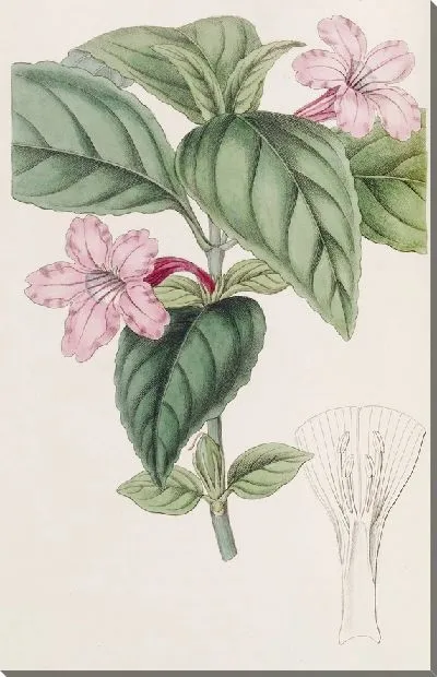 Картина Руэллия сиреневоцветковая (1815-1819)