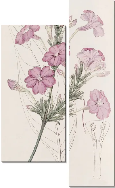 Картина Руэллия сиреневоцветковая. (1815-1819)