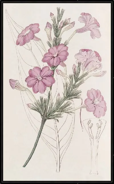 Картина Руэллия сиреневоцветковая. (1815-1819)