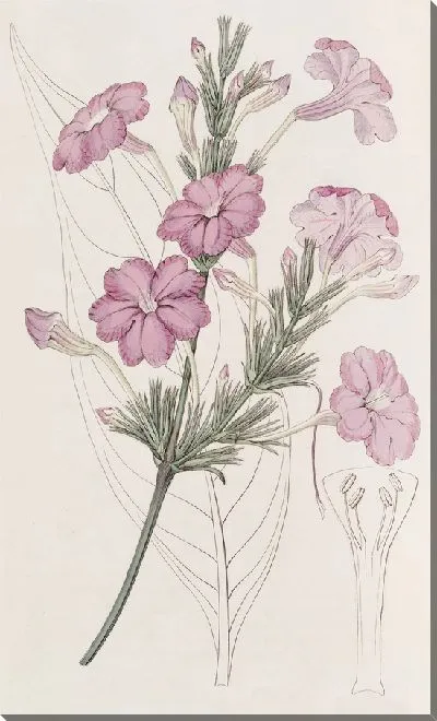 Картина Руэллия сиреневоцветковая. (1815-1819)