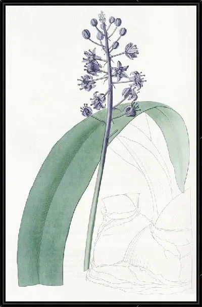 Картина Свинцовая пролеска (1815-1819)