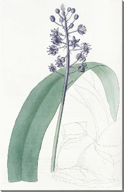 Картина Свинцовая пролеска (1815-1819)