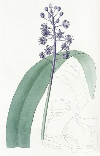 Картина Свинцовая пролеска (1815-1819)