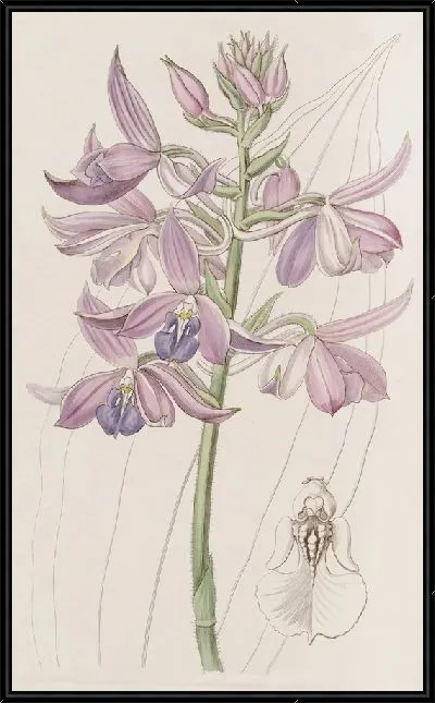 Картина Сиреневая Каланте (1815-1819)