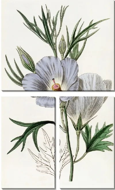 Картина Сиреневый гибискус (1815-1819)