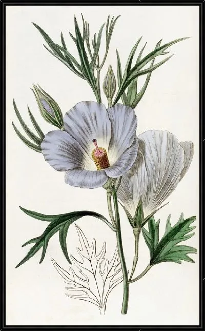 Картина Сиреневый гибискус (1815-1819)