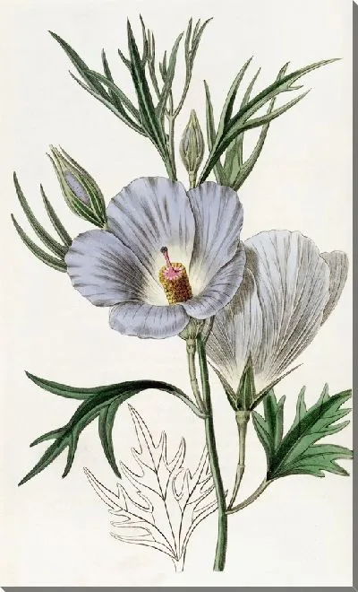 Картина Сиреневый гибискус (1815-1819)