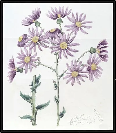 Картина Сирень Сенесио (1815-1819)