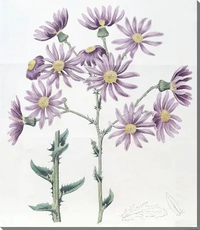 Картина Сирень Сенесио (1815-1819)