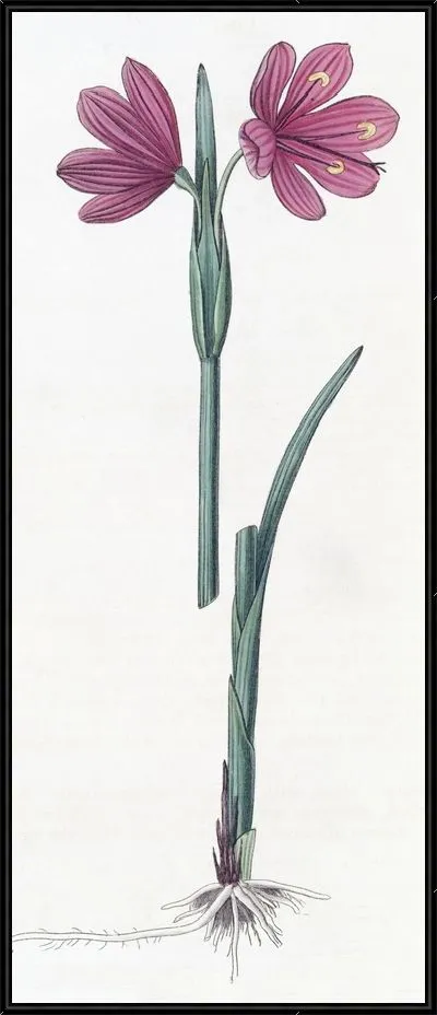 Картина Сисиринхиум крупноцветковый (1815-1819)