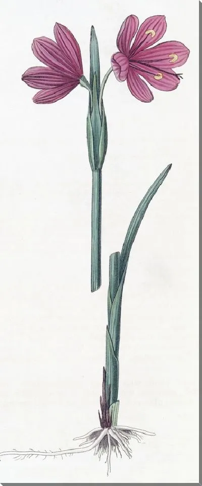 Картина Сисиринхиум крупноцветковый (1815-1819)