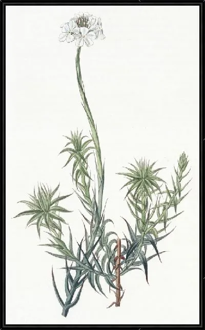 Картина Сфенотома длиннолистная (1815-1819)