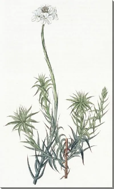 Картина Сфенотома длиннолистная (1815-1819)