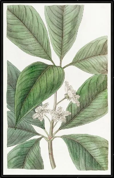 Картина Тристания крупнолистная (1815-1819)