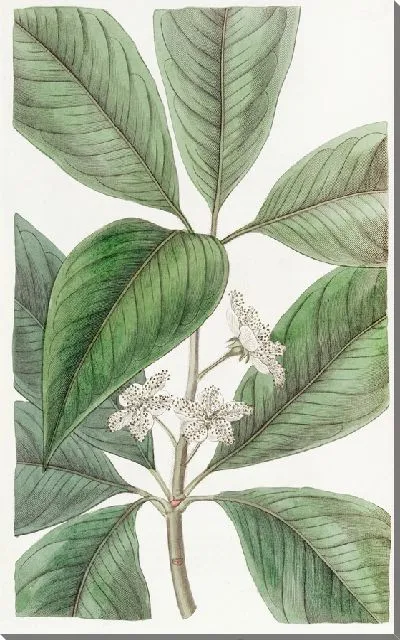 Картина Тристания крупнолистная (1815-1819)