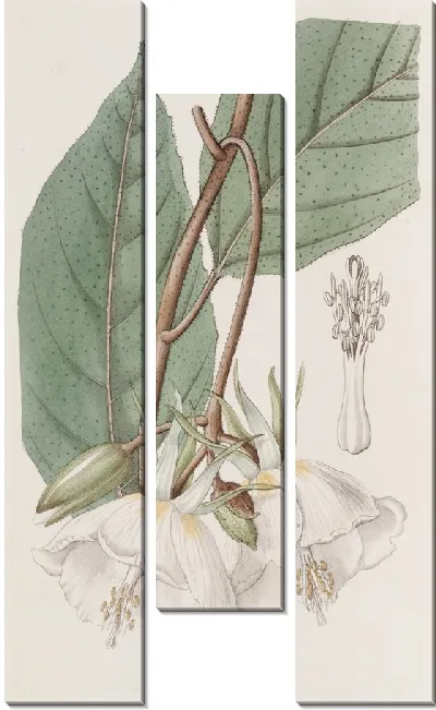 Картина Трохеция крупноцветковая (1815-1819)