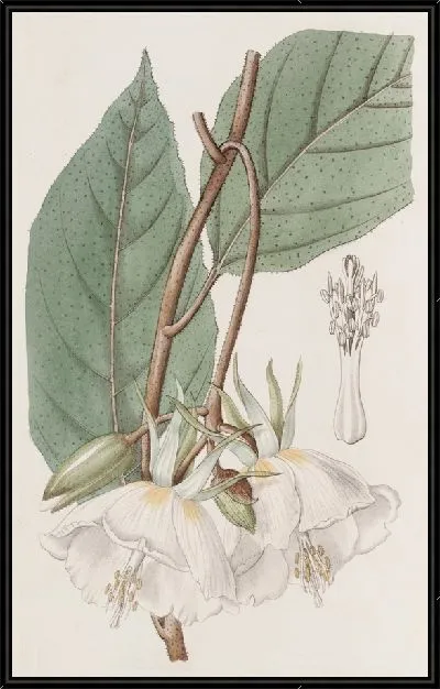 Картина Трохеция крупноцветковая (1815-1819)