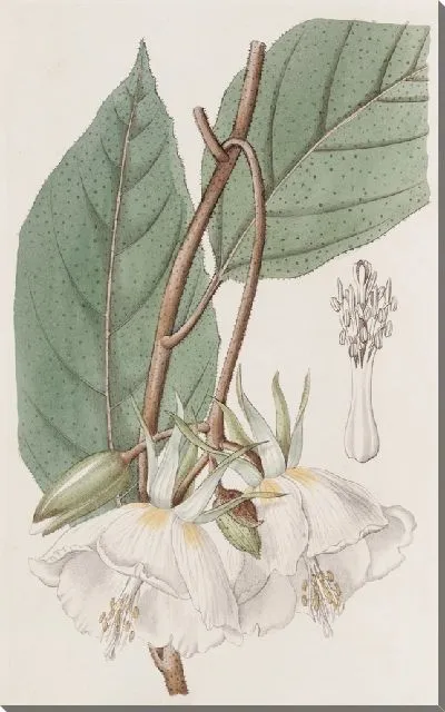Картина Трохеция крупноцветковая (1815-1819)