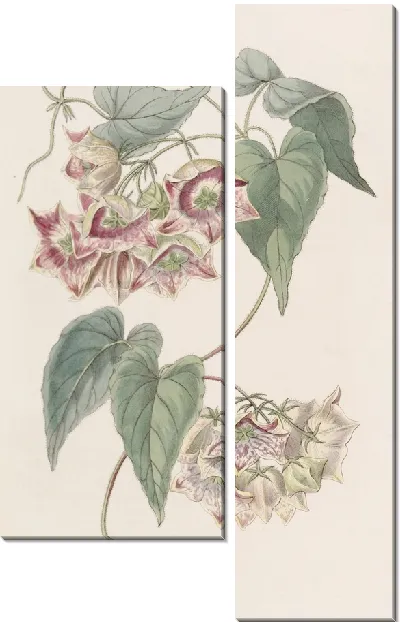 Картина Филибертия крупноцветковая (1815-1819)