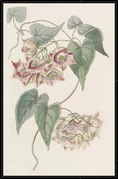 Картина Филибертия крупноцветковая (1815-1819)