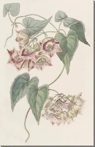 Картина Филибертия крупноцветковая (1815-1819)