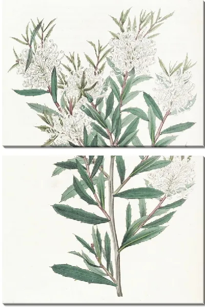 Картина Хакеа линейнолистная (1815-1819)