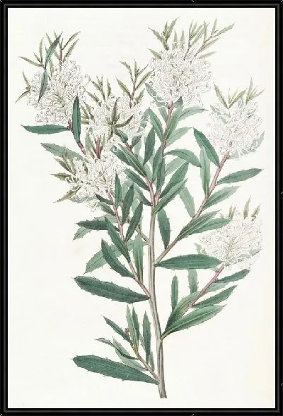 Картина Хакеа линейнолистная (1815-1819)