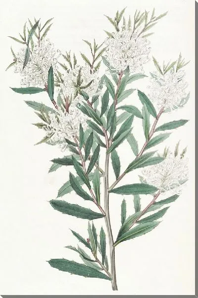 Картина Хакеа линейнолистная (1815-1819)