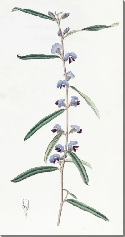 Картина Ховеа ланцетная линейнолистная (1815-1819)
