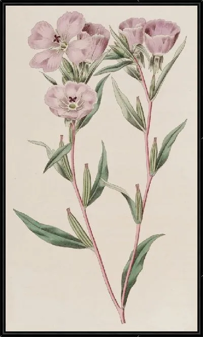 Картина Энотера длинноветвистая (1815-1819)