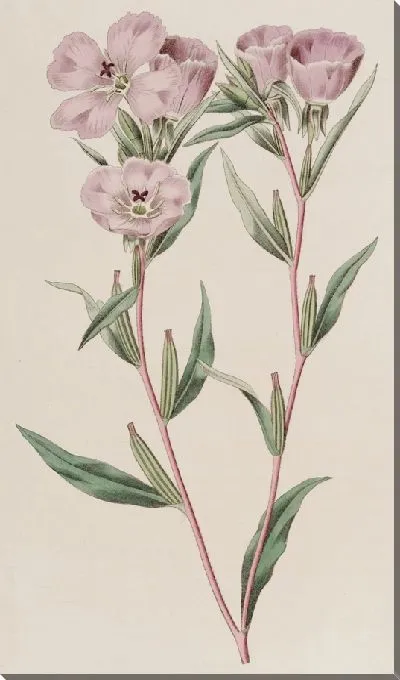 Картина Энотера длинноветвистая (1815-1819)