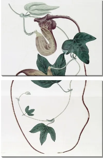 Картина Яркоцветковый зверобой (1815-1819)