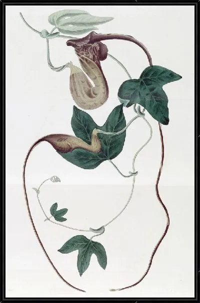 Картина Яркоцветковый зверобой (1815-1819)