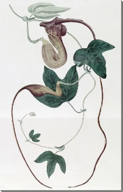 Картина Яркоцветковый зверобой (1815-1819)