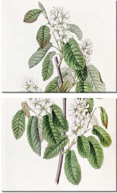 Картина Амеланхия многоцветковая (1815-1819)