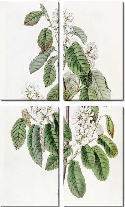 Картина Амеланхия многоцветковая (1815-1819)