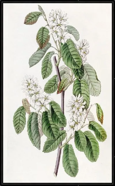 Картина Амеланхия многоцветковая (1815-1819)