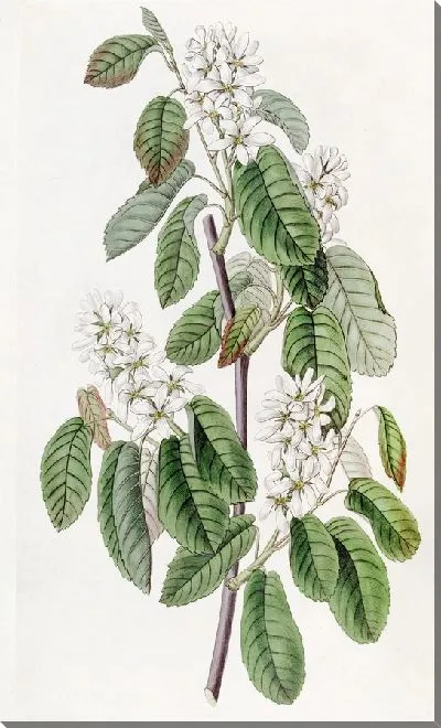 Картина Амеланхия многоцветковая (1815-1819)