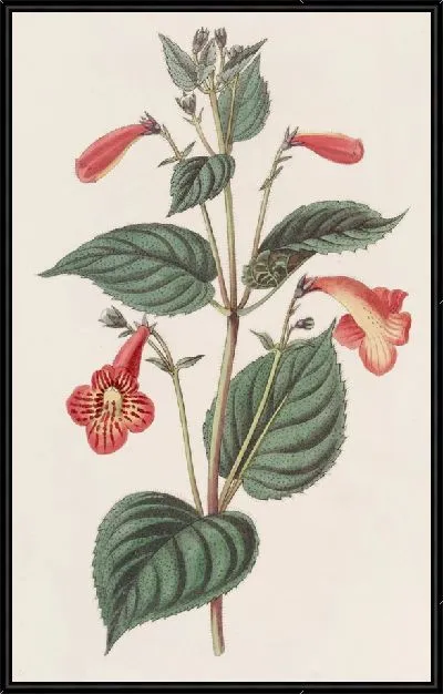 Картина Ахименес длинностебельный (1815-1819)