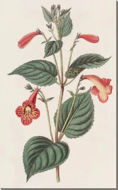 Картина Ахименес длинностебельный (1815-1819)