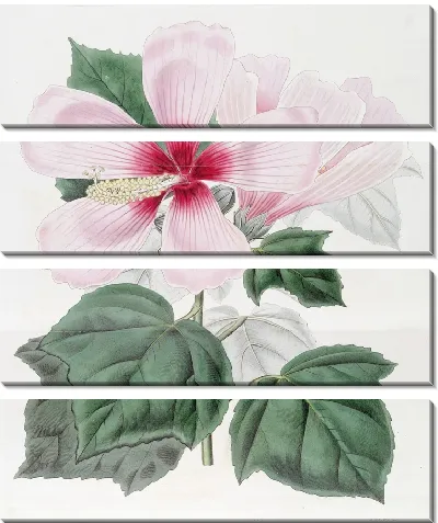Картина Болотный гибискус (1815-1819)