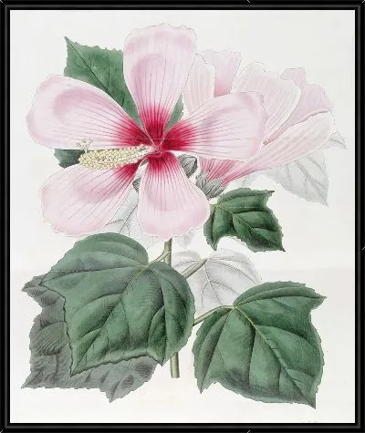 Картина Болотный гибискус (1815-1819)