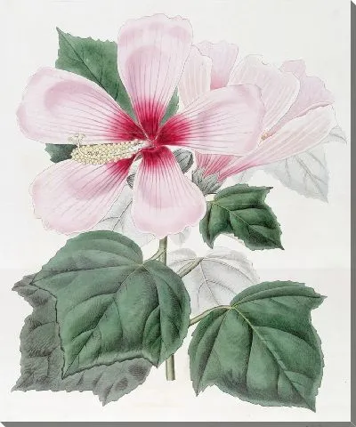 Картина Болотный гибискус (1815-1819)