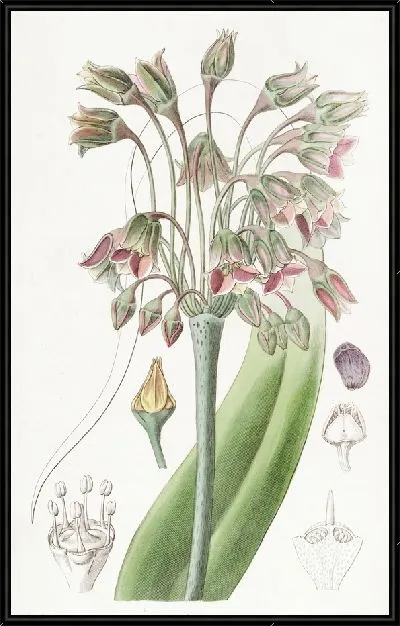 Картина Боярышник железистый длинношипый (1815-1819)