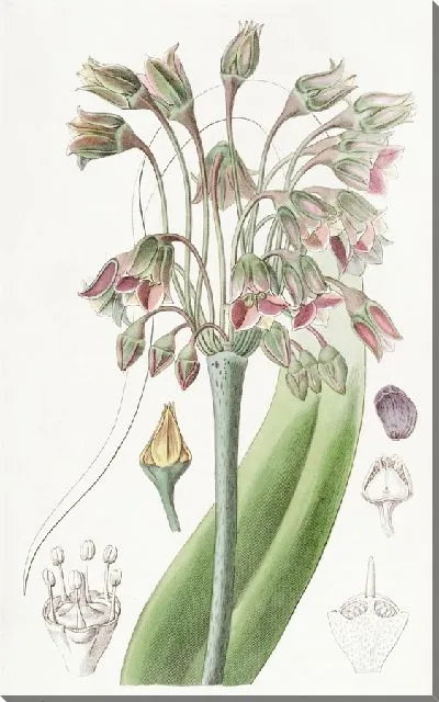 Картина Боярышник железистый длинношипый (1815-1819)